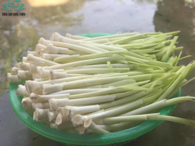 Cung cấp bồn bồn chất lượng tại Ngó sen Hưng Thịnh