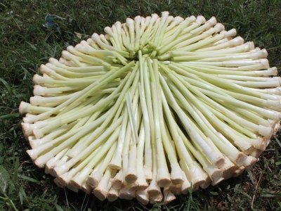 Hướng Dẫn Mua Rau Bồn Bồn Giá Rẻ tại Sài Gòn