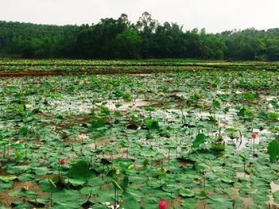 Hướng Dẫn Cho Nông Dân Trồng Sen Hiệu Quả Tại Huyện Tân Thạnh