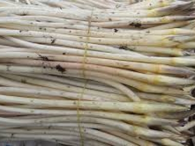 Chợ Đầu Mối Lái Thiêu, Bình Dương: Nguồn Cung Ngó Sen Giá Sỉ, Giá Rẻ