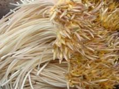 15 Chợ Truyền Thống Bán Ngó Sen Giá Rẻ Tại TP. Hồ Chí Minh