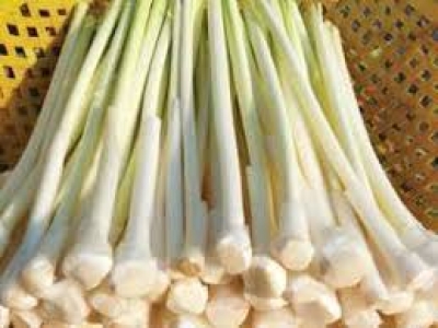 Hướng Dẫn Mua Rau Bồn Bồn Giá Sỉ tại Đà Nẵng