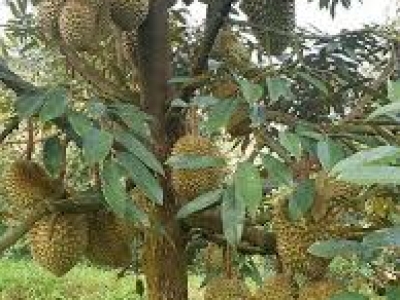 Khám phá hương vị đỉnh cao từ Sầu riêng Ri6 và Sầu riêng Thái