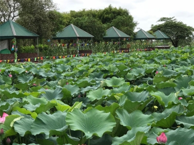 Lợi Ích của Lá Sen Tươi