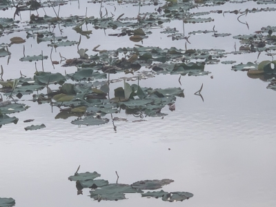 Trồng sen 3 tháng, lấy ngó vài năm